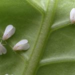 इन टिप्स से अपने गार्डन को कीड़ों से बचाएं