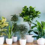 कंगाली का कारण बनते हैं घर में लगे ये पौधे