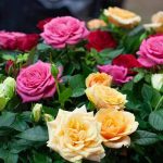 इन फूलों के उपायों से खुलेंगे धन के रास्ते