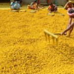 घर में यहां रखें हल्दी की गांठ, नहीं होगी पैसों की कमी