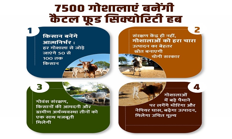 7500 cow shelters to become cattle food security hubs