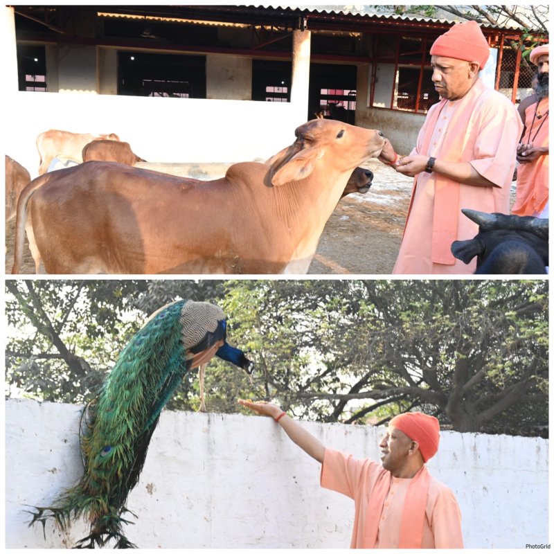 गोसेवा में रमे सीएम योगी, गोवंश को खिलाया गुड़-रोटी