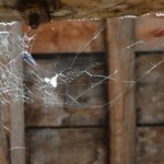 घर में लग गए हैं मकड़ी के जालें, तो इन उपायों से पाए निजात