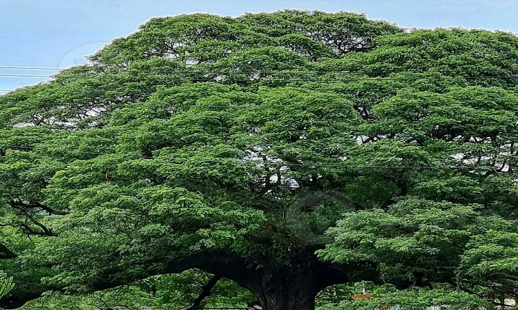 इस तरह पौधे लगाकर दूर करें अपनी परेशानियां